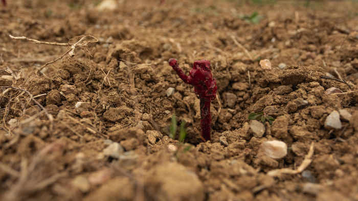 Le jardin ampélographique du Comptoir des Crus - 