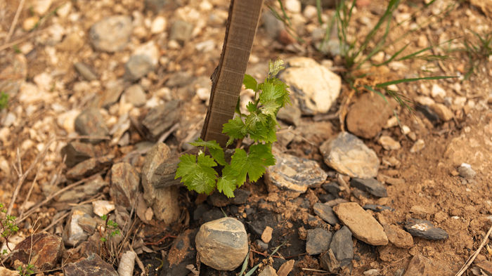 Le jardin ampélographique du Comptoir des Crus - 